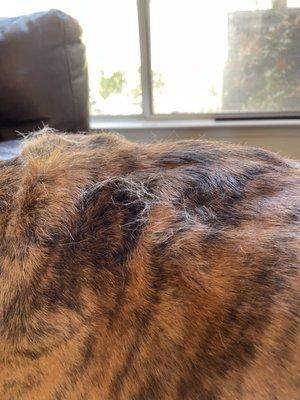 Does this look like a deshedding was done?