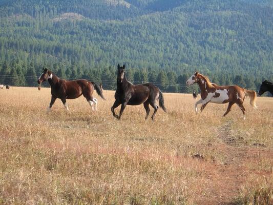 Pasture Frolic