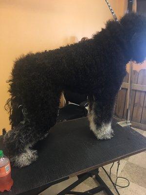 Standard poodle before pic