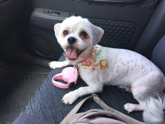 Chloe with her new "Arizona Summer Cut". Had to go short due to matting. But look at that smile! Calm and happy!! Thanks Sara