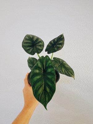 Alocasia dragon scale