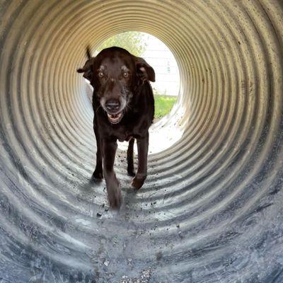 Vintage Dog Ranch