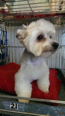 A Yorkshire Terrier waiting for a pick-up