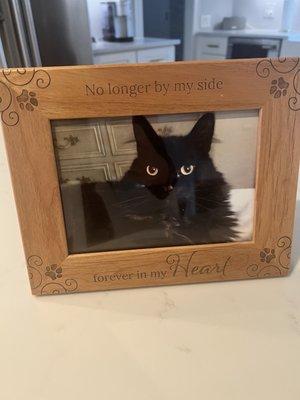 A framed photo of my departed cat. No longer by my side - forever in my heart.