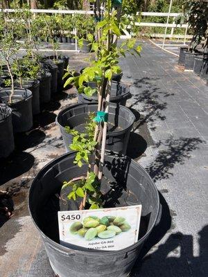 Expensive fruit tree-now I want to try a Jujube fruit.