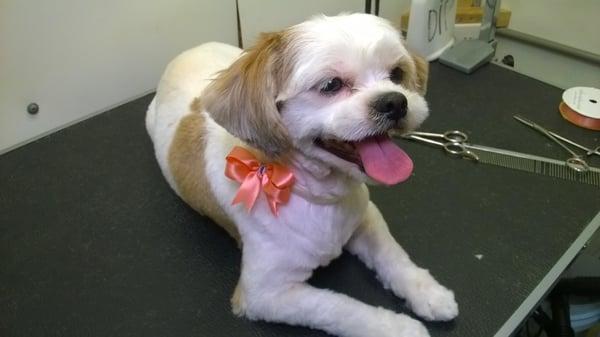 LINDA shih tzu AFTER