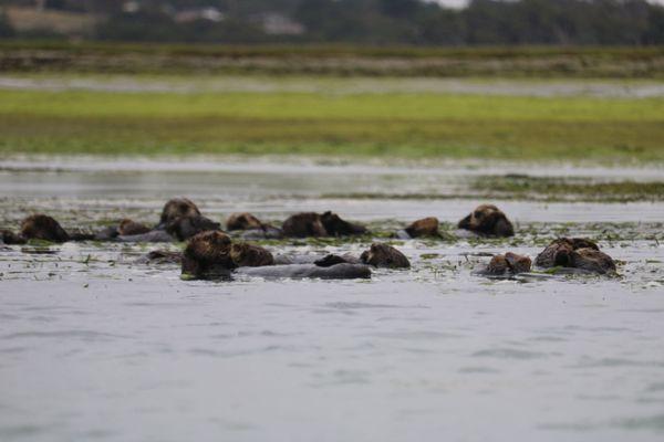 Otters!