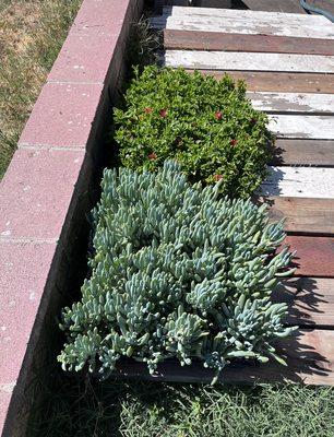 Different types of ice plant