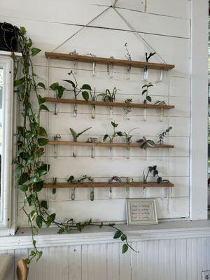 Plant clippings