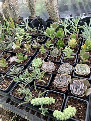 Succulents $2 each