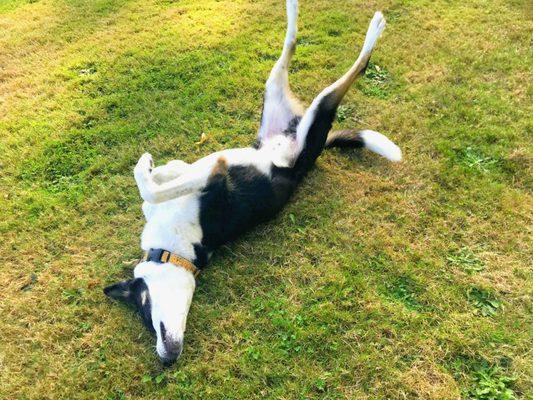 Lots of room to roll around in our dog park