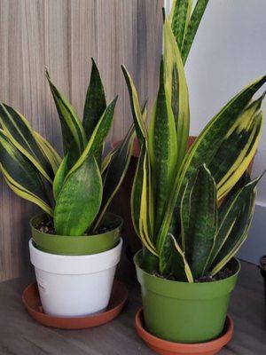 Sansevierias ($31 each)