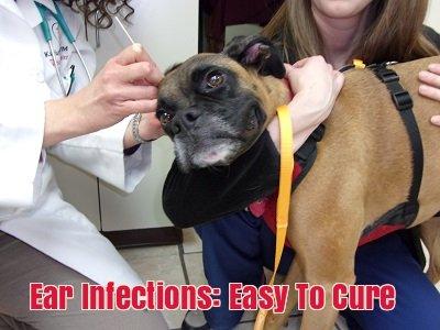 Ear infections in dogs