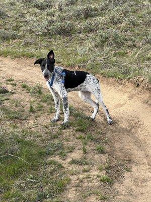 On an offshoot of the  Uplands Trail