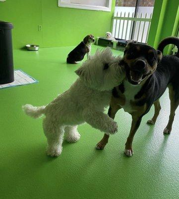 Bowie (west highland terrier) is usually a people dog, but when she saw Levi (mixed breed) it was love at first sight. Levi is reserved and