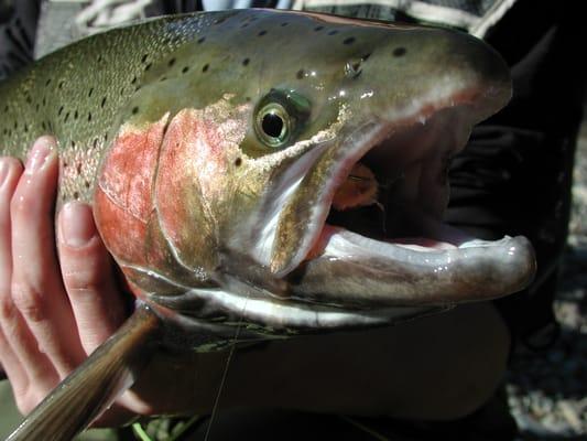 Trinity River Steelhead on Fly Rod