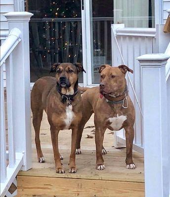 Zoey and Brody hanging out