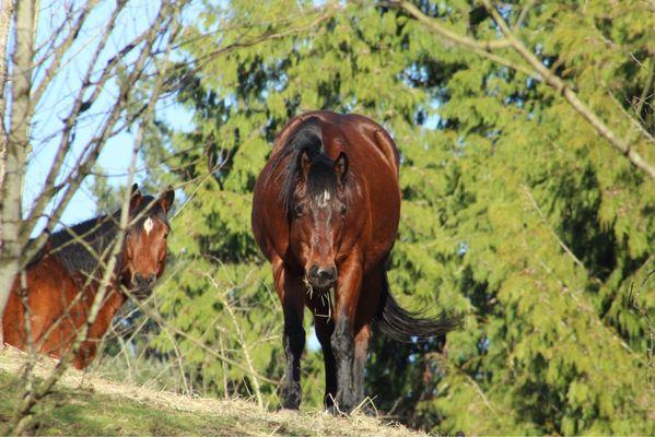 Overlake Farm