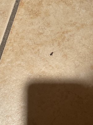 Roach in the bathroom