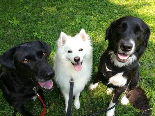 Buddies! Bear, Troy and Scout on a Mixy Walk