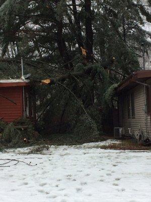 a pine tree fell during an ice storm on two houses we  removed the broken section and cut down the rest of the tree.