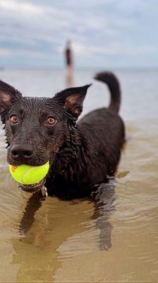 MAR - Mercer Animal Rescue