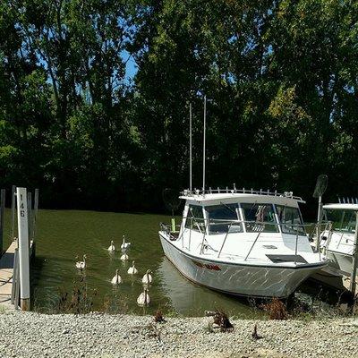 Wild Wings Marina & Campground has a diverse wildlife population including rare ducks and other birds. Great place for bird watching birding