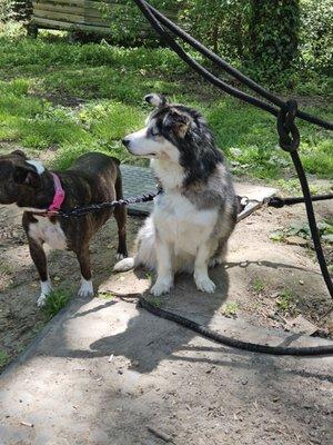 4 Leggers Daycare, Boarding and Grooming