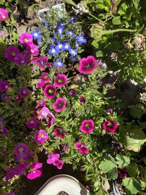 Beautiful purple and red flowers from nursery.