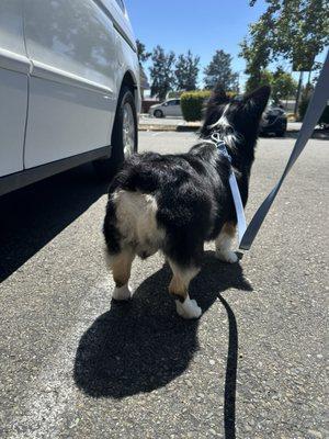 Back view of haircut on corgi