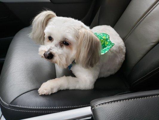 Bo ~ the old man. They all do a wonderful job with his grooming.