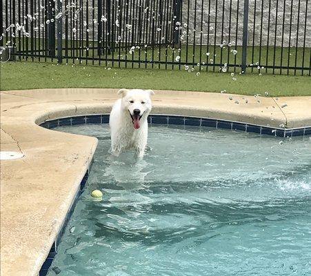 Carter can't get enough of our salt water pool!