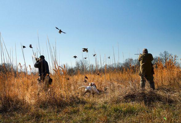 Prairie Wildlife