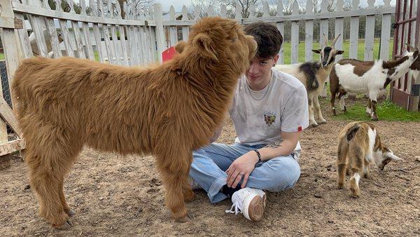 Maple really loved my son's hair