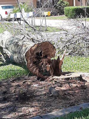 A little rot inside this Oak Tree