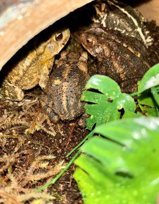 Southern toads we got from Escondido, Mission Gorge and Oceanside.  From left to right.,Belle, Beau, Bubba and Blanche