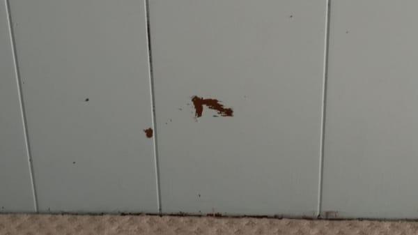 Paint ripped from wall by installing carpet, this is one pic I have 8 others