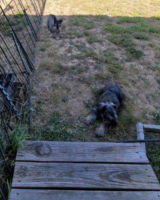 Two very frouzy Schnauzers!