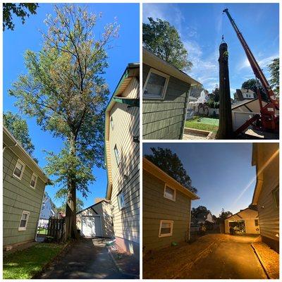 Tree removal between two houses !