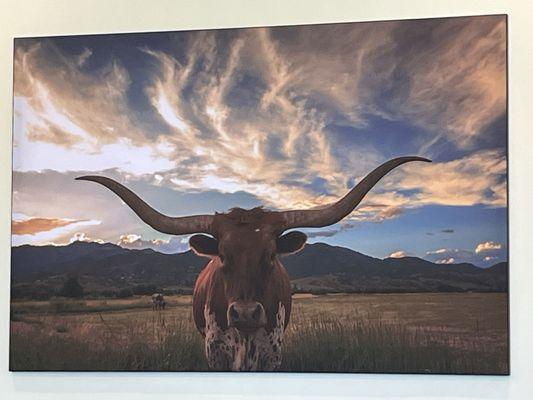 Wall Art. Yes! Texas Longhorns are "ART!"