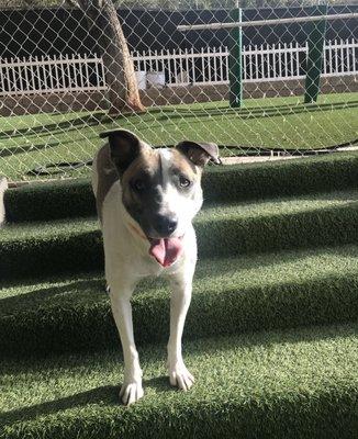 Dixie out in the play yard