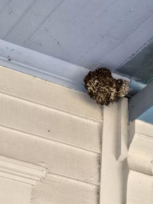 Her team also helped remove this big hornet's nest. On my front porch, when they were cleaning it