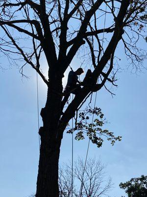 Ridgeview Tree Service