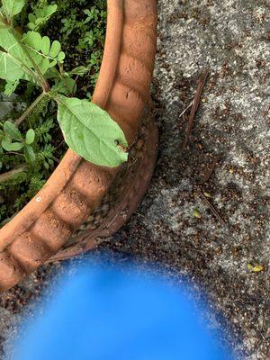 Carpenter ant using plants as a highway into the home.