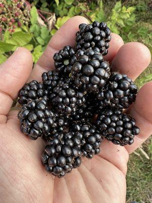 Blackberries for the gluten free pancakes!!!