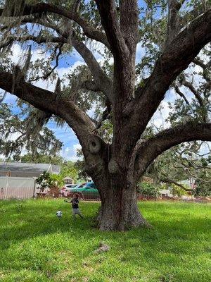 Healthy, beautiful Grandmother tree of 275+ years.