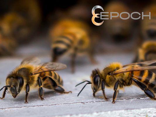 Epoch Pest Solutions