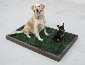 Large Dog Potty - Filled with all natural dog potty grass