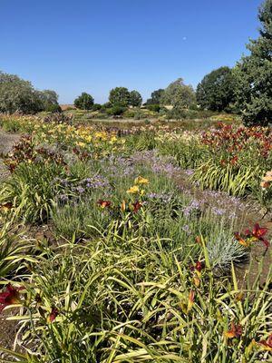 Amador Flower Farm