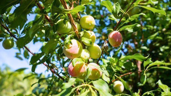 Plums ripening on a plum tree.